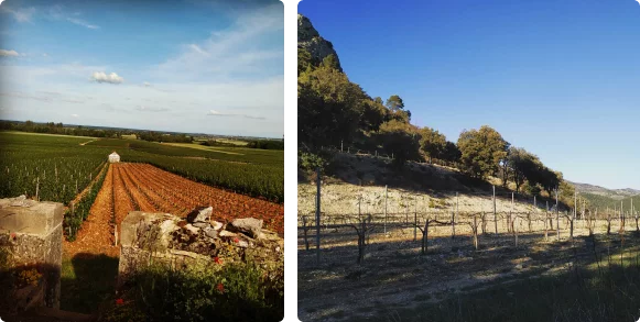 multiples photos de vignes et de paysages en occitanie