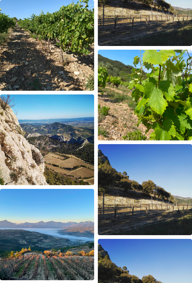 photo de paysage et de vignes en occitanie