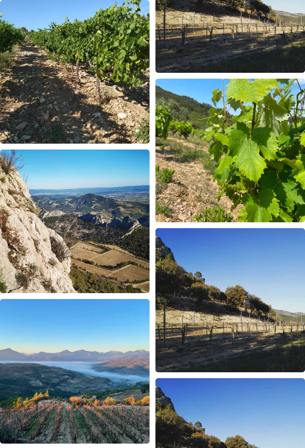 photo de paysage et de vignes en occitanie